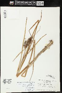 Sparganium androcladum image