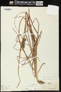 Sparganium angustifolium image