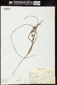 Sparganium angustifolium image