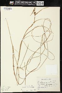 Sparganium angustifolium image