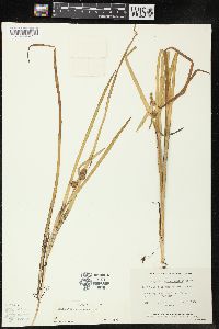 Sparganium angustifolium image