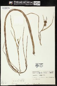 Sparganium angustifolium image