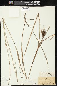 Sparganium angustifolium image