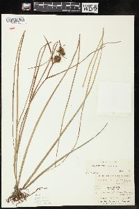 Sparganium angustifolium image