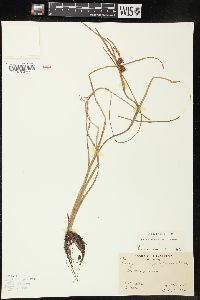 Sparganium angustifolium image