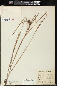 Sparganium angustifolium image