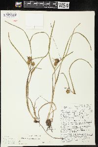 Sparganium angustifolium image