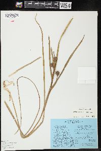 Sparganium angustifolium image