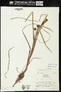 Sparganium angustifolium image