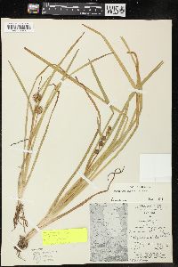 Sparganium angustifolium image