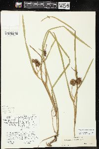 Sparganium angustifolium image