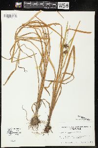 Sparganium angustifolium image