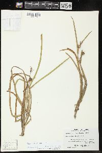 Sparganium angustifolium image