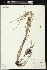 Sparganium angustifolium image