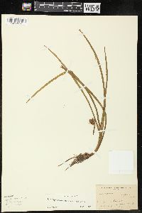 Sparganium angustifolium image