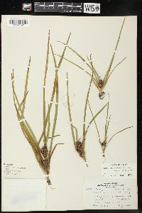 Sparganium angustifolium image