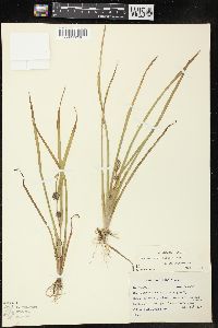 Sparganium angustifolium image