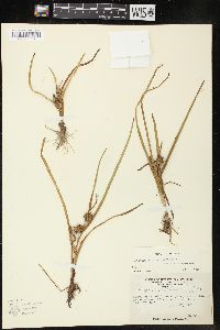 Sparganium angustifolium image