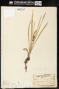 Sparganium angustifolium image