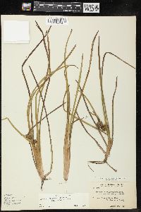 Sparganium angustifolium image