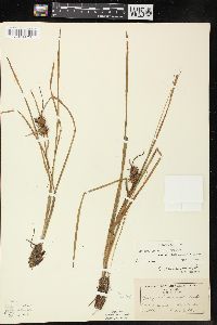 Sparganium angustifolium image