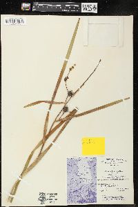 Sparganium eurycarpum image