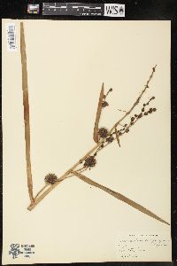 Sparganium eurycarpum image