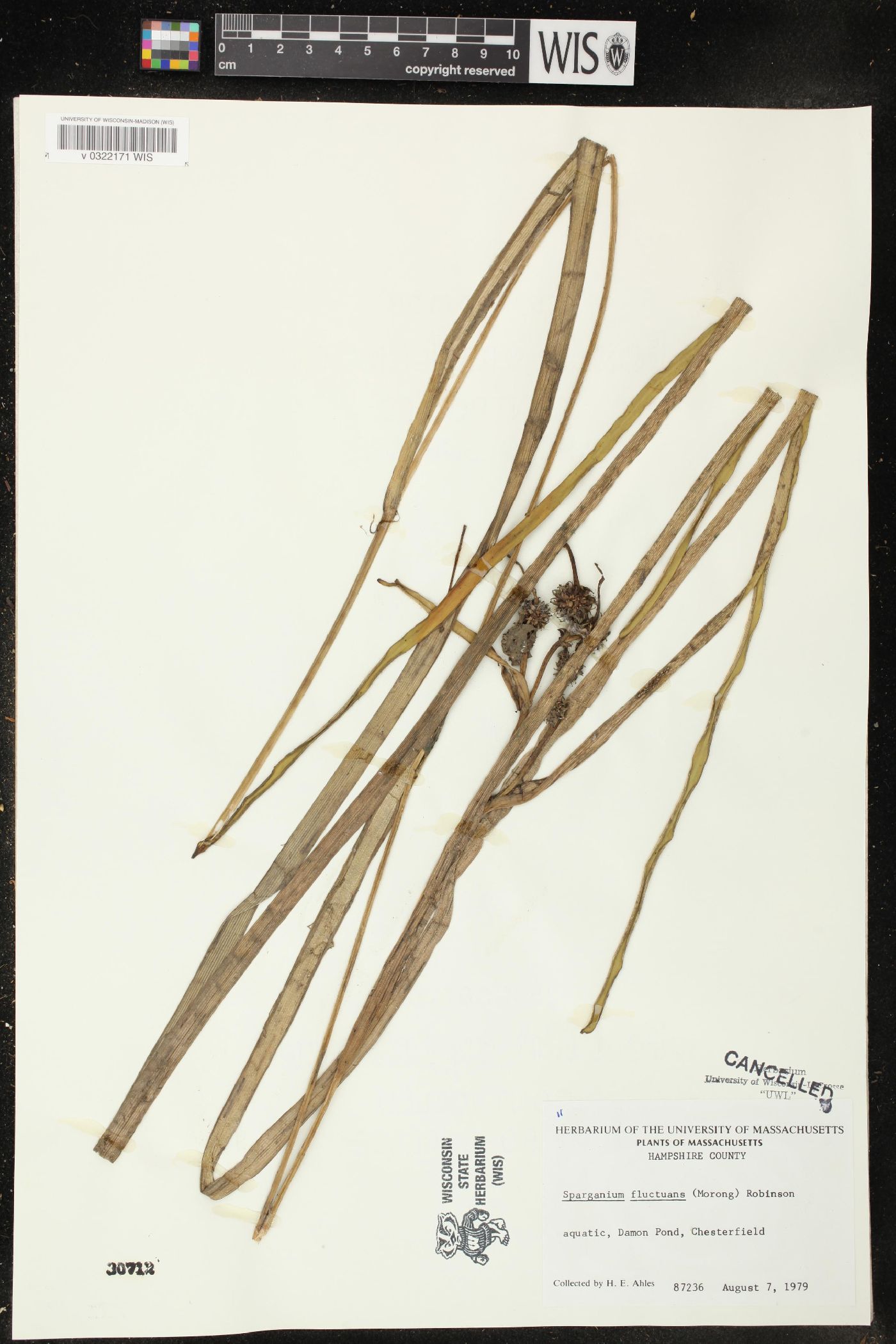 Sparganium fluctuans image