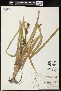 Sparganium angustifolium image