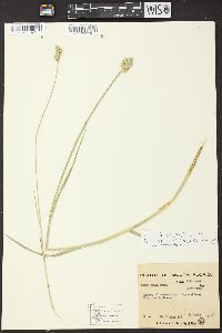 Carex vexans image