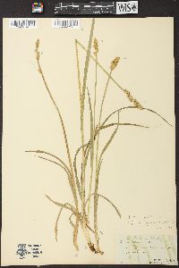 Carex conjuncta image