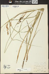 Carex haydenii image