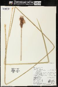 Typha angustifolia image