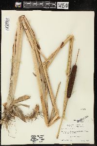 Typha angustifolia image