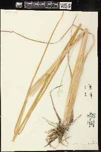 Typha angustifolia image