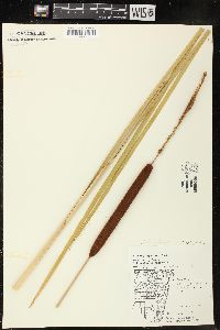 Typha angustifolia image