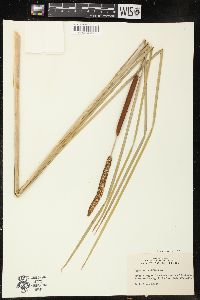 Typha angustifolia image