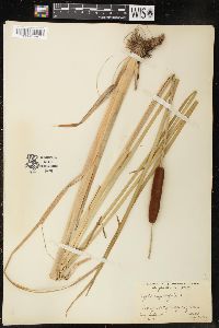 Typha angustifolia image