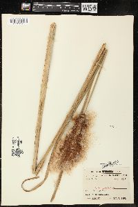 Typha angustifolia image