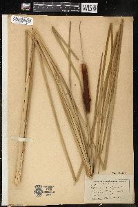 Typha angustifolia image