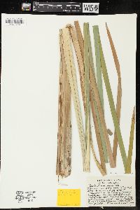 Typha domingensis image