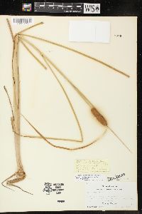 Typha domingensis image