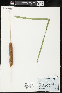 Typha domingensis image