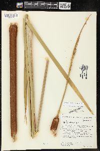 Typha × glauca image