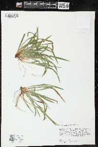 Carex abscondita image