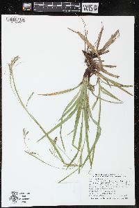 Carex arctata image