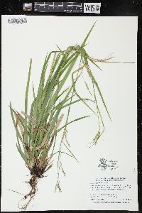 Carex arctata image