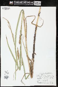 Carex atherodes image