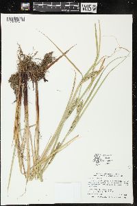 Carex atherodes image