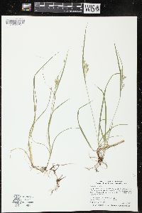 Carex aurea image